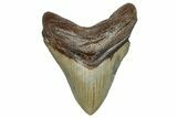 Serrated, Fossil Megalodon Tooth - North Carolina #245772-1